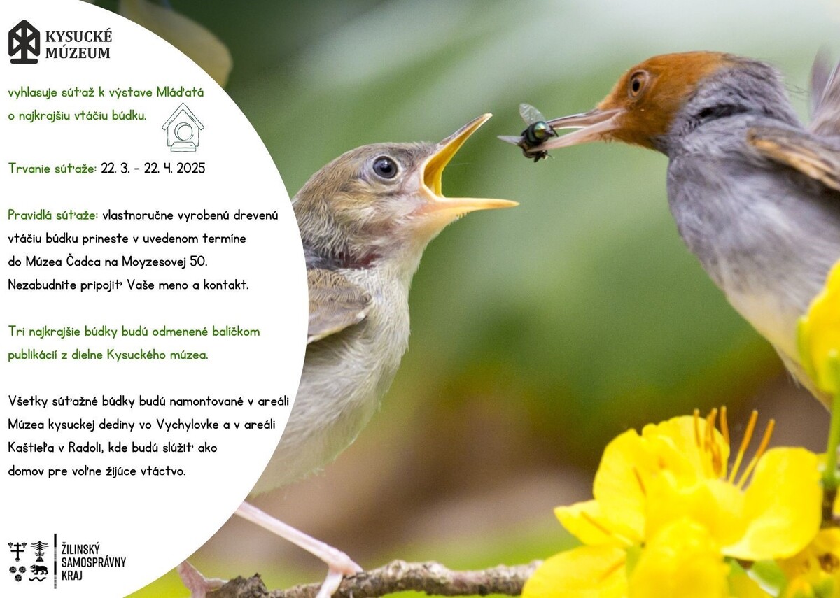 Fun Facts About Birds Presentation in Colorful Realistic Style - 6