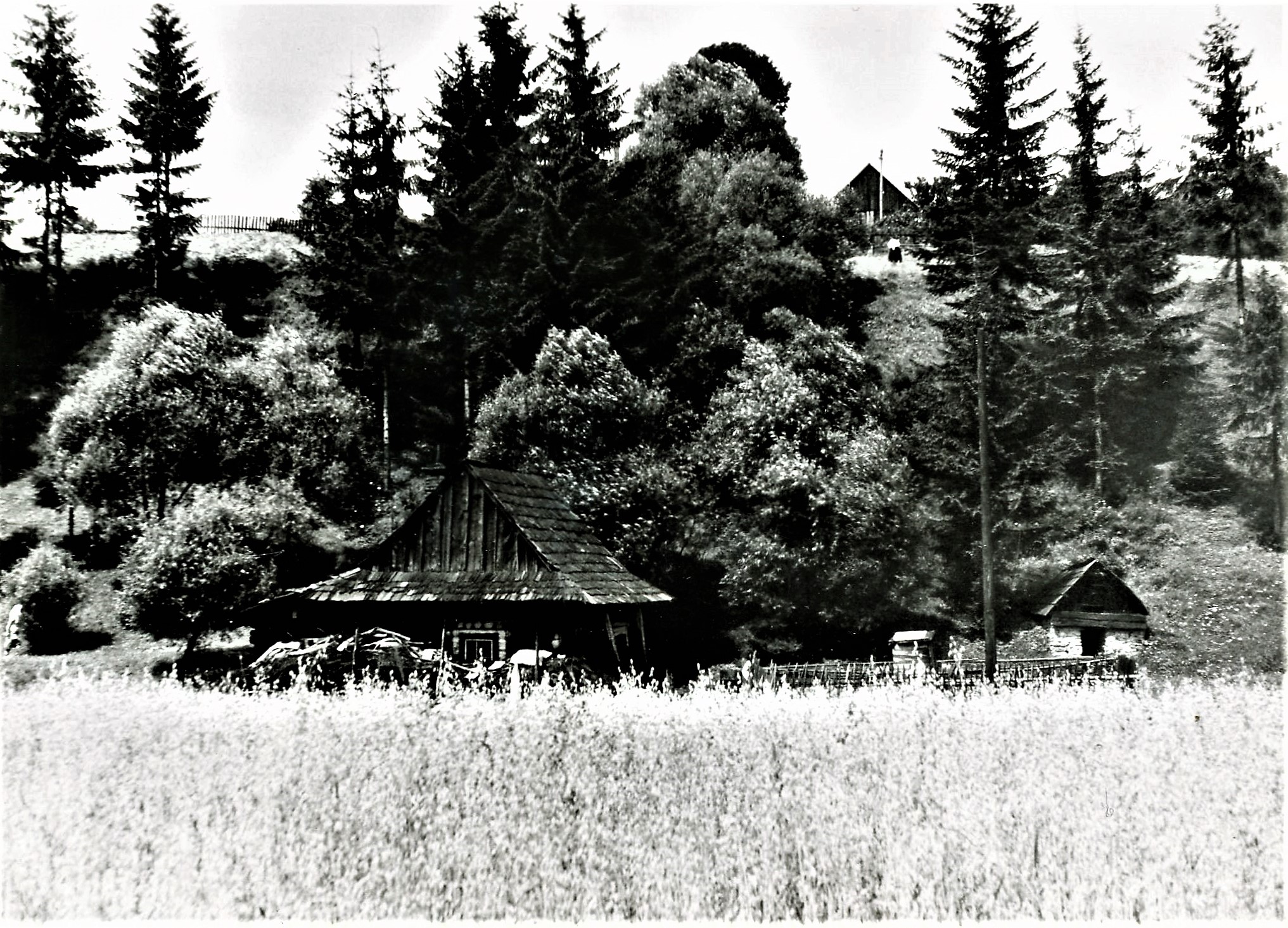 Olešná dom s hospodárstvom a poľom s obilím. zdroj Kysucké múzeum