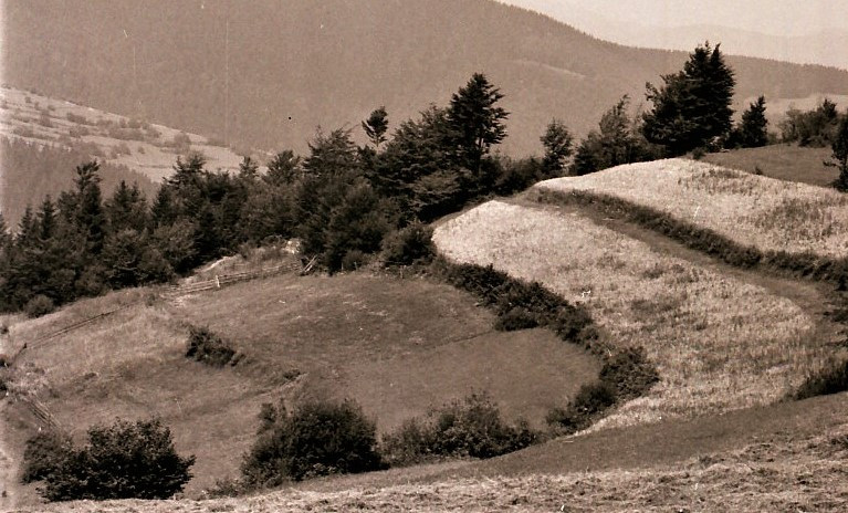 Svahovité riečnické horské polia s medzami. archív Kysucké múzeum